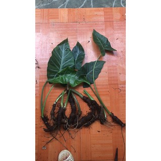 combo 10 củ môn rừng kiểng lá