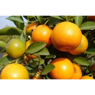 Hạnh muối Hưng Thịnh hủ 530gr