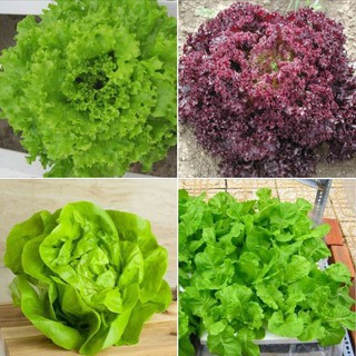 Bộ 4 gói hạt giống xà lách ( xà lách đăm+ xà lách xoăn tím xanh + xà lách chịu nhiệt )
