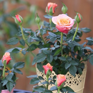 Hạt Giống Hoa Hồng Tỷ Muội