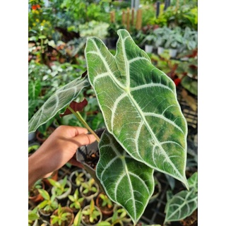 Alocasia watsonniana
