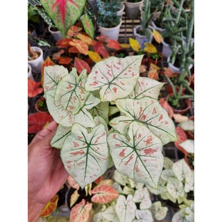 Cây môn dâu - caladium