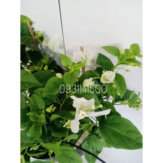 Cây bông giấy trắng, cây hoa giấy trắng leo cổng cao 40-50cm