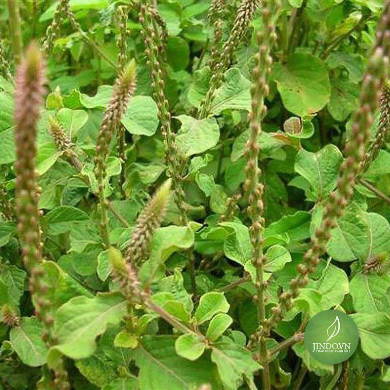 Gói 50 hạt giống Cỏ Xước , độ nảy mầm cao, rất dễ trồng