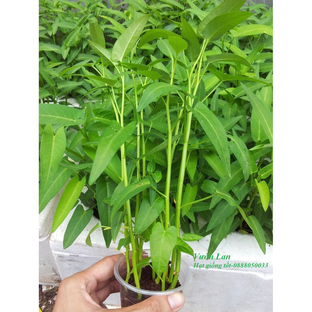 Hạt giống rau muống lá tre dễ trồng quanh năm 50gr HN