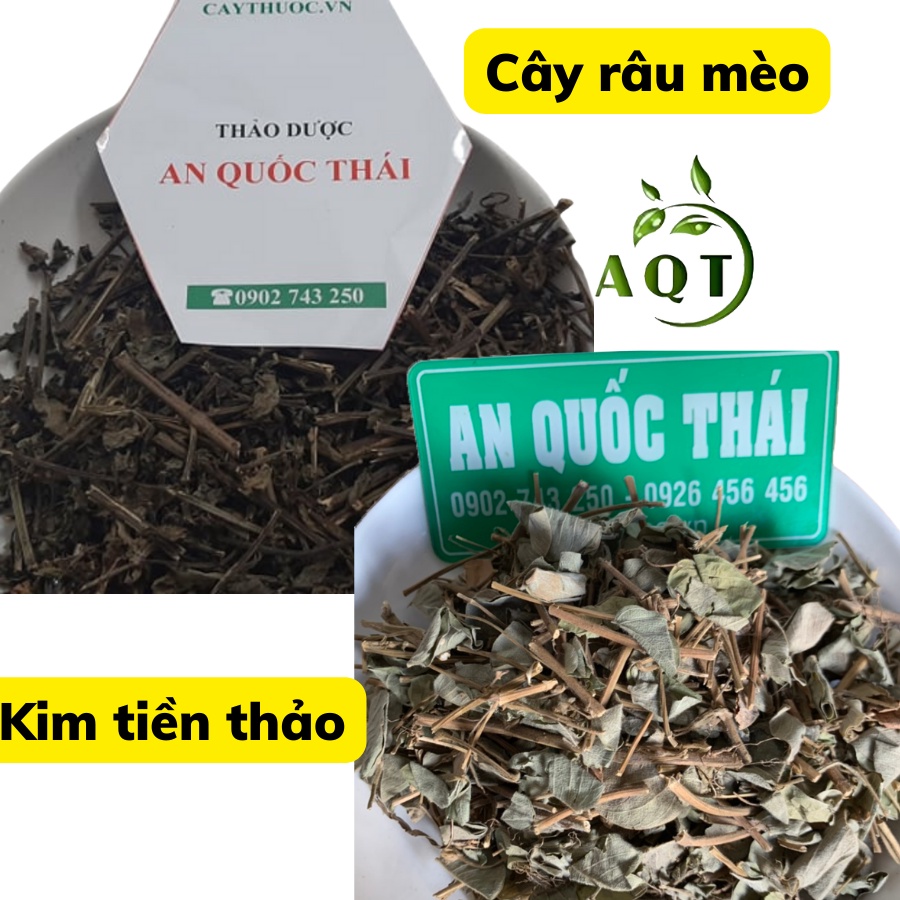 Combo Kim Tiền Thảo Và Cây Râu Mèo  Hỗ Trợ Người Sỏi Thận