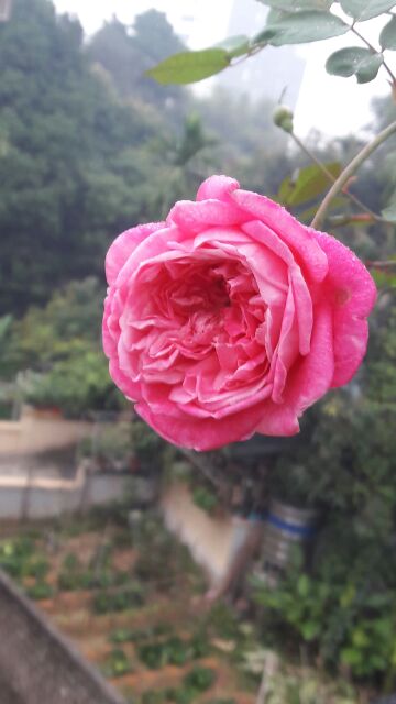 Hồng cổ sapa nguyên bản cây trưởng thành