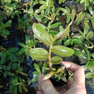 Phi điệp tím (giả hạc) gieo hạc
