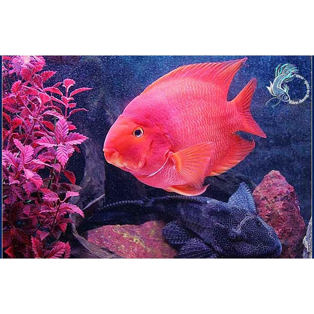 Hikari Cichlid Bio Gold Plus Mini - Thức Ăn Cá La Hán Viên Nhỏ Nổi