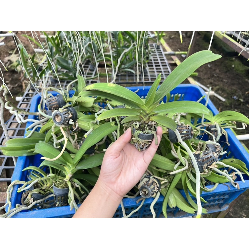 Đai Châu Lá Lỗi Giá Rẽ