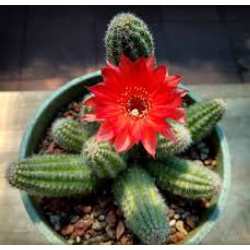Sale 50%- Xương rồng Echi chamaecereus sai hoa , nhiều màu, chậu  to 7cm