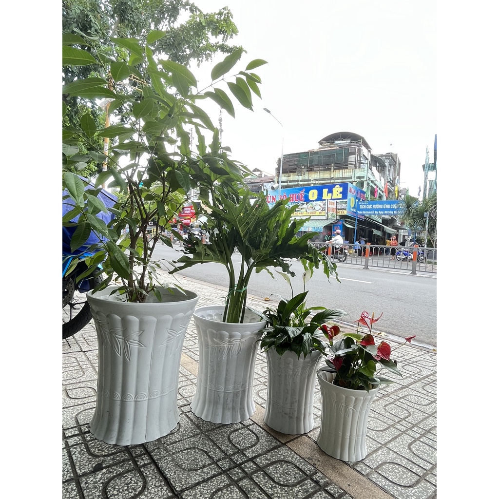Chậu nhựa trúc dày, bền, nhiều size, thích hợp các cây dạng cao to, bụi