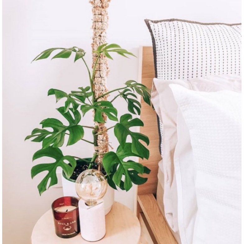 Mini Monstera 30-45cm trầu bà lá xẻ leo mini