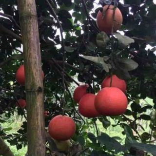 Bưởi đỏ luận văn