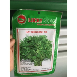 Hạt giống rau mùi thơm