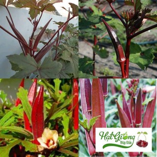 40 Hạt giống đậu bắp tím đậu băp tím LINH NGOC