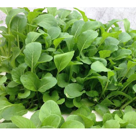 Hạt giống cải ngọt bông ăn non- rau củ quả trồng chậu, sân vườn ban công ngon giòn ngọt nảy mầm cao 20g RADO308