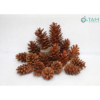 [NOEL-GIÁNG SINH-CÓ HỎA TỐC] Set từ 2-5 quả thông dầu trang trí cỡ lớn hàng đẹp