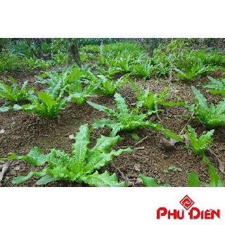 hạt giống rau diếp thơm 5 gram  PHÚ ĐIỀN