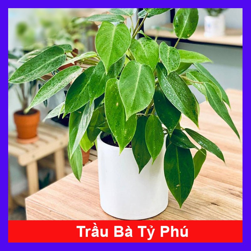 Cây trầu bà tỷ phú - Cây cảnh để bàn + tặng phân bón cho cây