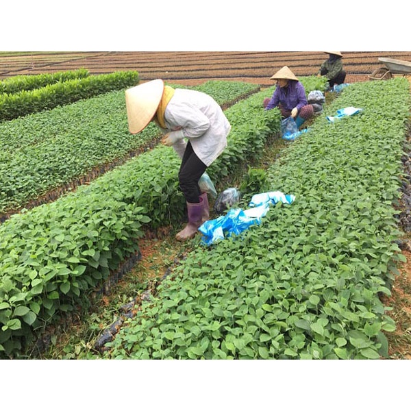 Hạt Giống Cây Bồ Đề Lâm Nghiệp - Gói 30 Hạt KNS2160