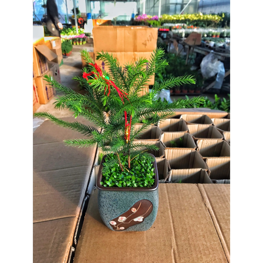 Cây tùng bách tán Cây đứng, dáng đẹp mang tài lộc may mắn cho người mệnh Kim, Thủy, Mộc, trang trí