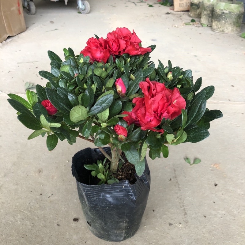 Cây hoa đỗ quyên sẵn nụ và hoa