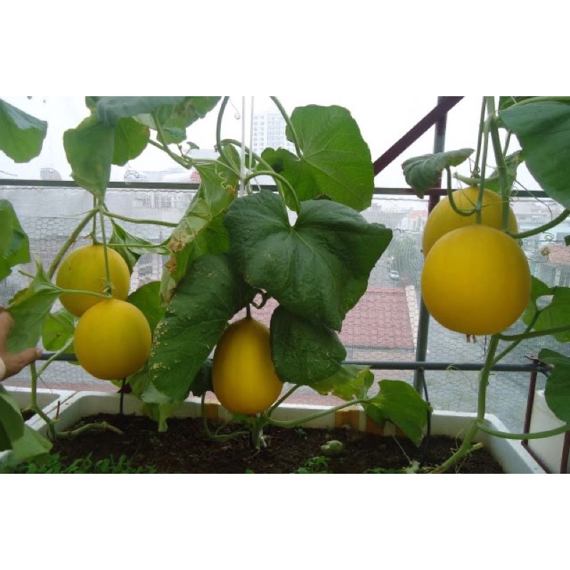 Hạt giống dưa vàng kim cô nương cao sản F1