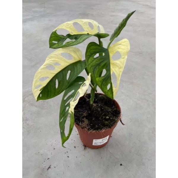 (Mới)Phân bón cây cảnh mướt lá, bóng lá.