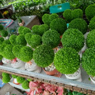 Cây May Mắn ( loại lớn )