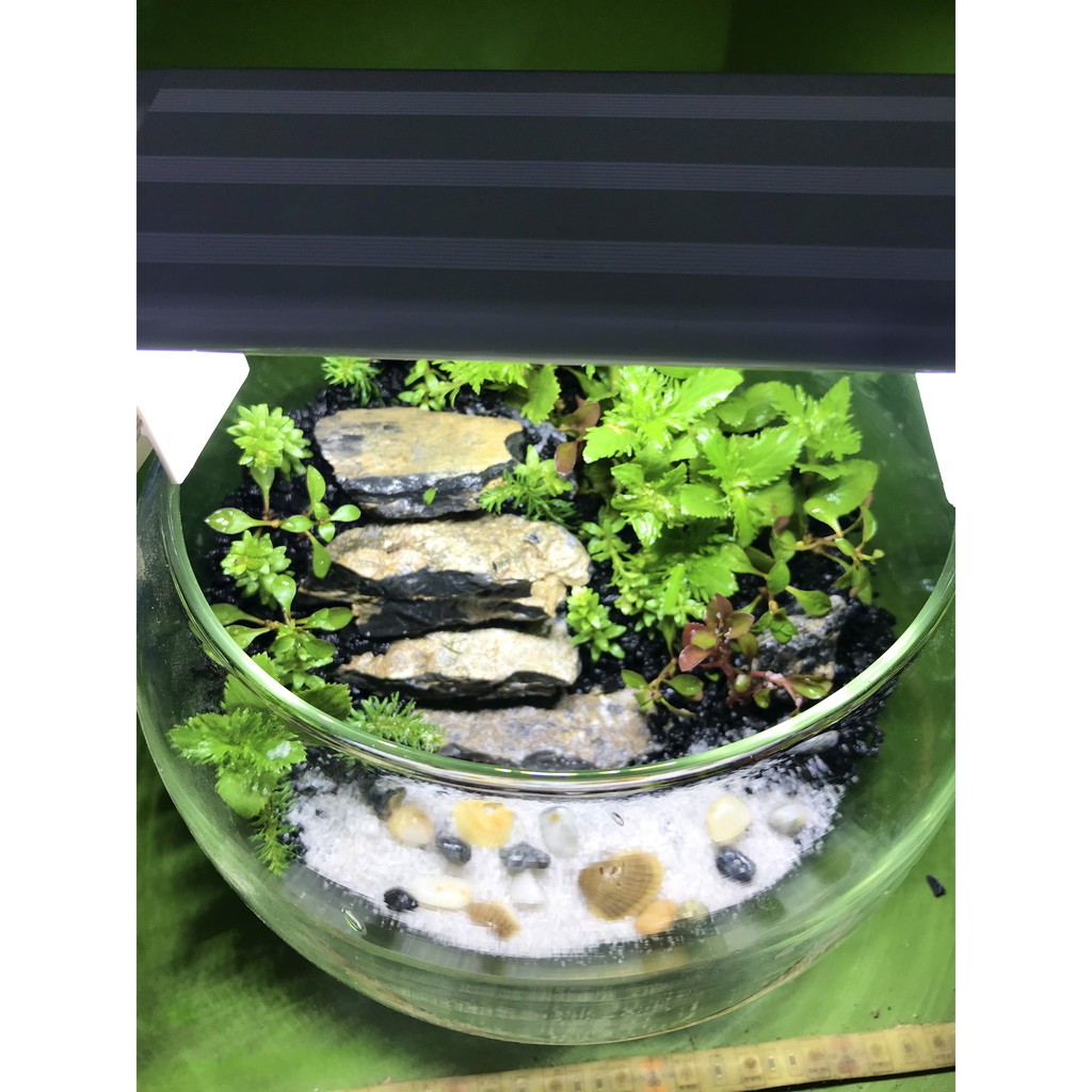 SET BỂ CÁ TRÒN FULL PHỤ KIỆN BỂ NHƯ HÌNH - MẪU BẬC THANG