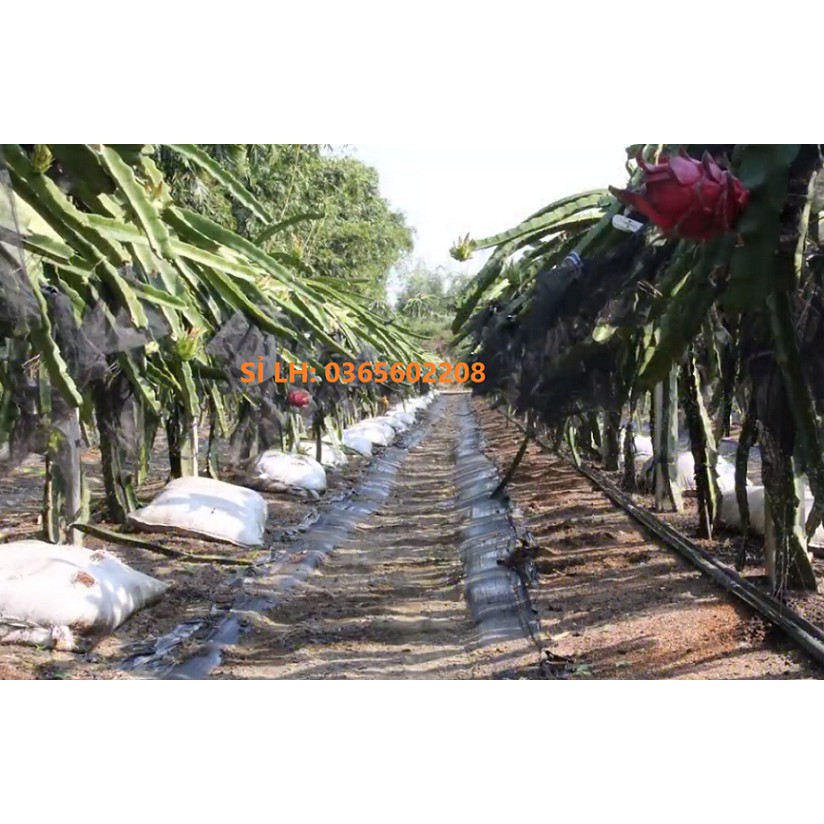 01 Cuộn ống tưới phun mưa Đài Loan loại VIP, ống tưới phun mưa hiệu con Nai phi 34 có biên, cuộn dài 100m