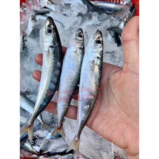 Cá Nục tươi làm sạch