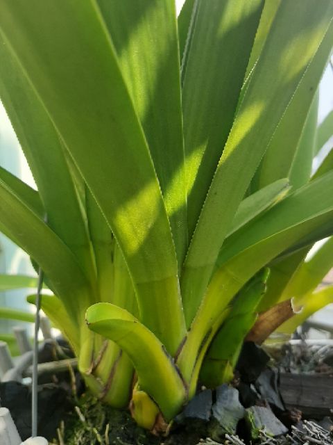 Địa Lan kiếm Tiên Vũ