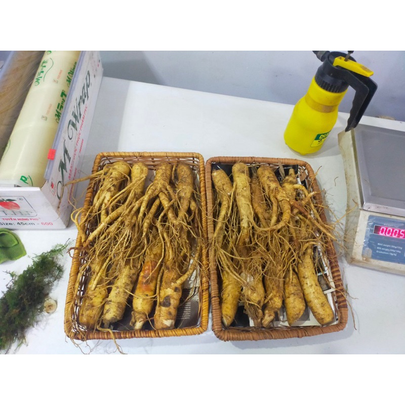 1 kg sâm bị lỗi cuống giá thanh lí chỉ 1.300k/kg,ngâm rượu hay mật ong đều rất ngon ạ