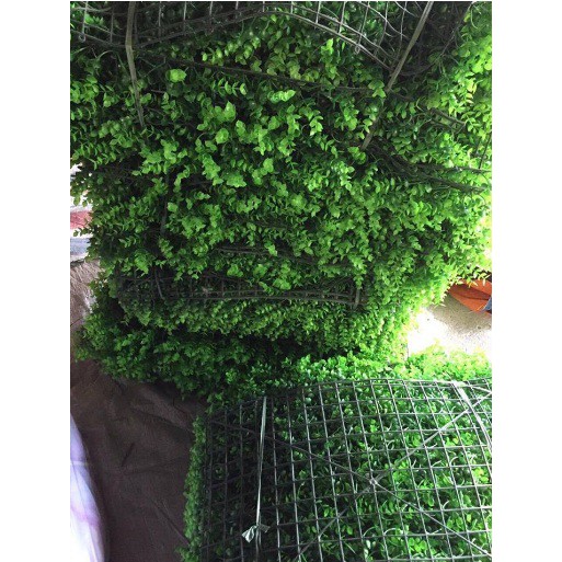 [Shopee giá rẻ] Thảm cỏ trang trí thảm nhựa cỏ tai chuột kích thước 40x60cm