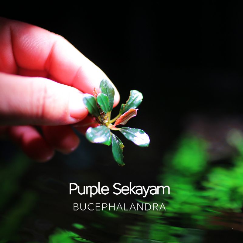 Purple Sekayam | Cây thủy sinh siêu tím | Hàng ngọn | lá cạn