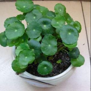 Hạt giống cỏ đồng tiền