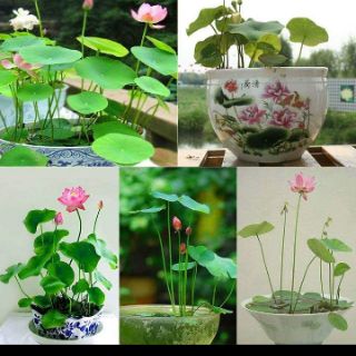 Hạt giống hoa sen nhật mini