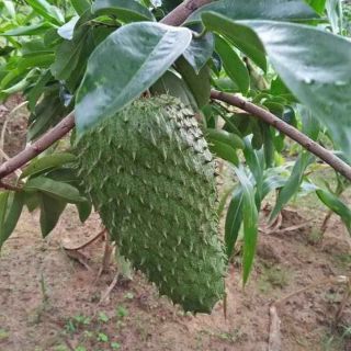 Mãng cầu Xiêm ... siêu sớm ( thái)