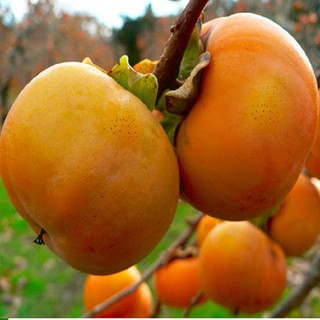 Cây giống hồng giòn sai quả