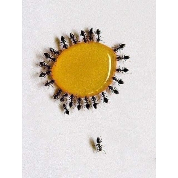 diệt kiến gián côn trùng sinh học