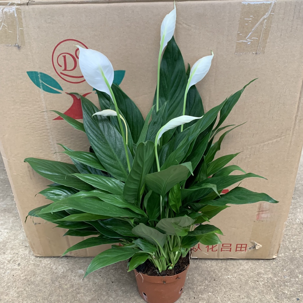 Cây hoa lan ý cao 30cm, cây hoa cảnh để bàn nở hoa quanh năm, trồng trang trí nội thất, sân vườn và ban công