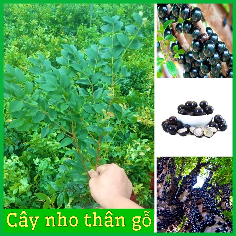 Cây nho thân gỗ quả to đen ngọt cây con giống F1 khỏe mạnh không sâu bệnh .