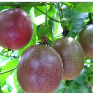 Hạt giống chanh dây tím gói 1 gói 20 hạt