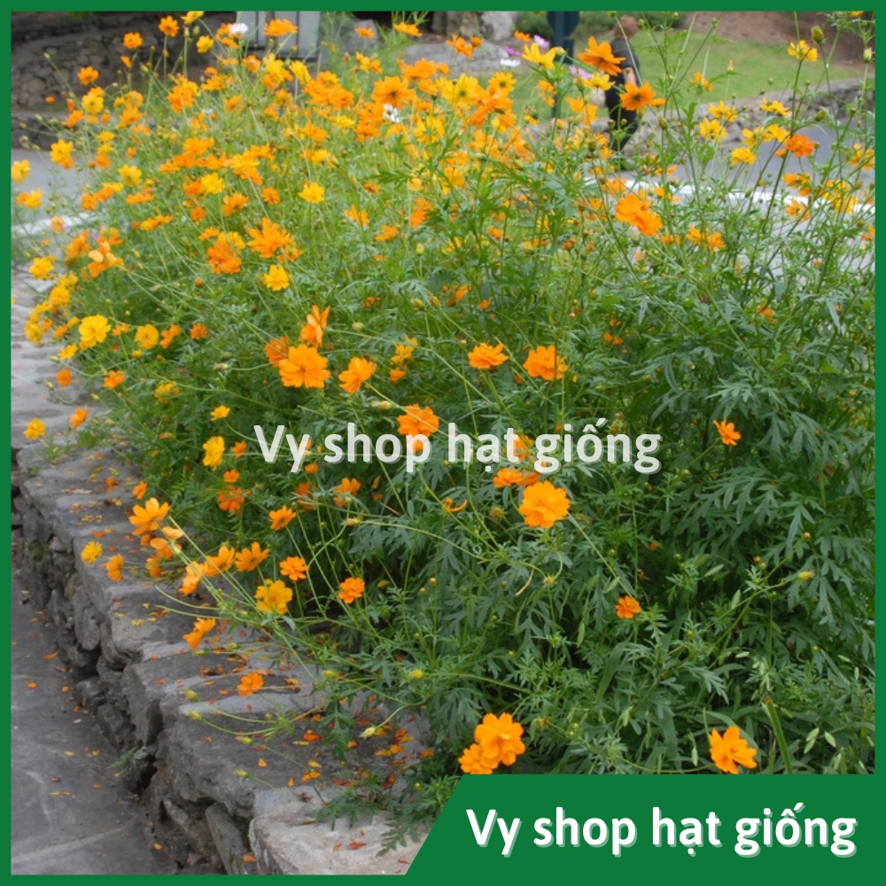 Hạt giống hoa sao nhái kép đỏ vàng cam gói 100 hạt