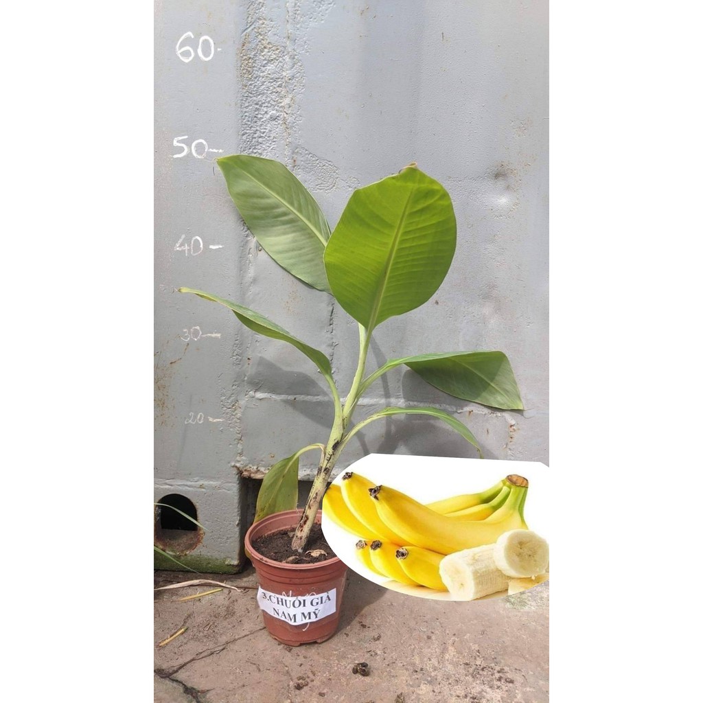 Chuối già Nam Mỹ