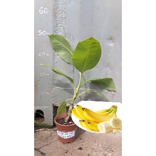 Chuối già Nam Mỹ