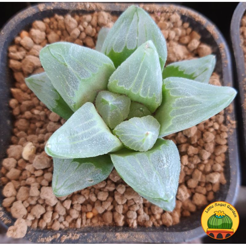 Sen đá Haworthia Ice City - dễ chăm giá rẻ