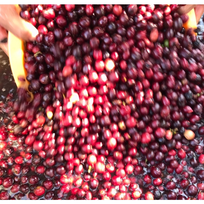 (Cà phê chất lượng cao) 1kg cà phê robusta cao cấp ủ lên men trái chín chín 100%_ Sơ chế và rang ttaij nông trại Bá Lộc | BigBuy360 - bigbuy360.vn